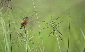 Ruddy-breasted Seedeater