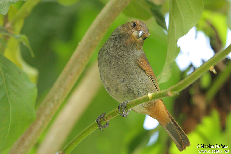 Lesser Antillean Bullfinch female