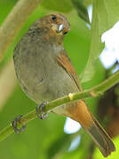 Lesser Antillean Bullfinch