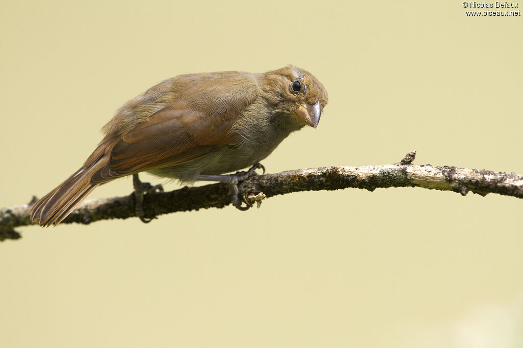 Sporophile rougegorge femelle