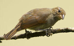 Lesser Antillean Bullfinch