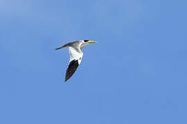 Large-billed Tern