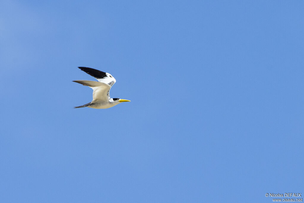 Large-billed Ternadult, Flight