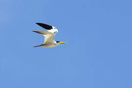 Large-billed Tern