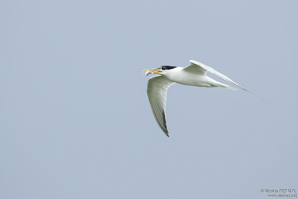 Cabot's Tern (eurygnathus), Flight, eats