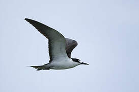 Sooty Tern