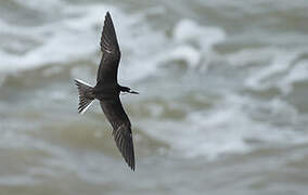 Sooty Tern