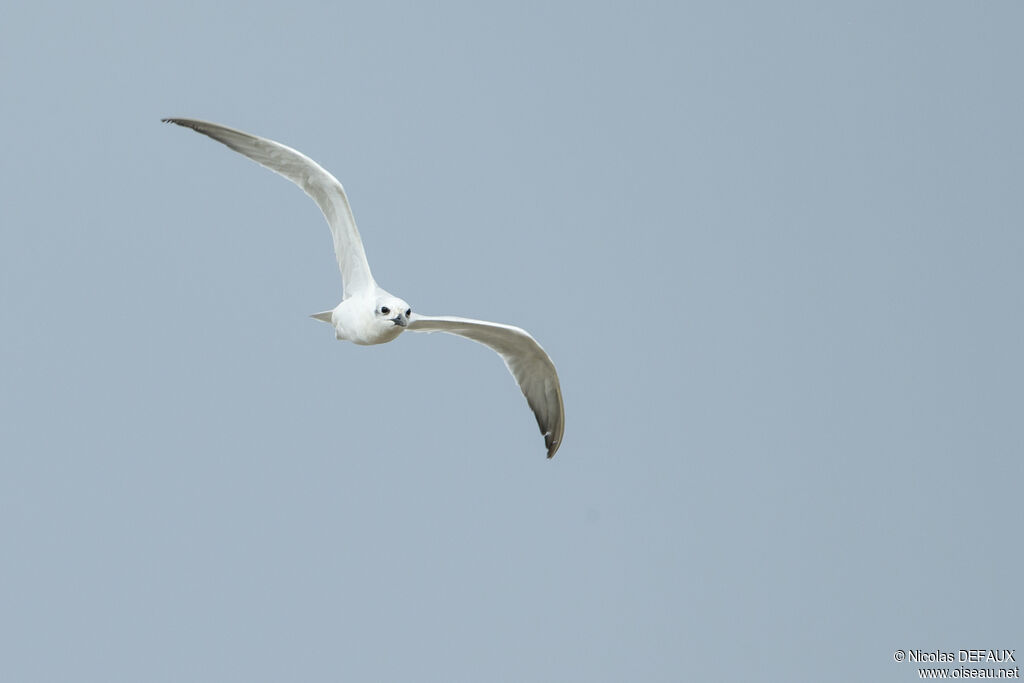 Gull-billed Tern, Flight