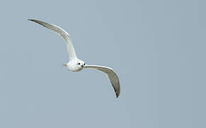 Gull-billed Tern