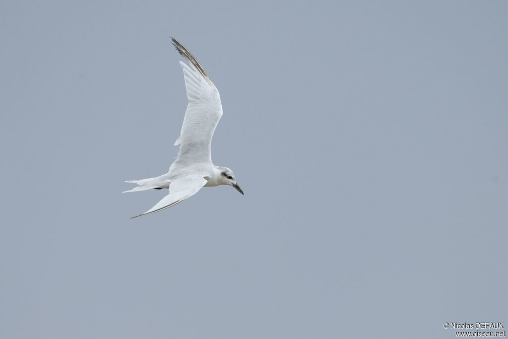 Gull-billed Tern, Flight