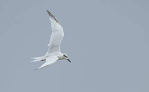 Gull-billed Tern