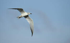 Gull-billed Tern