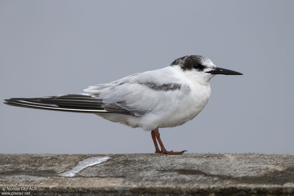 Common Tern