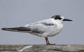 Common Tern