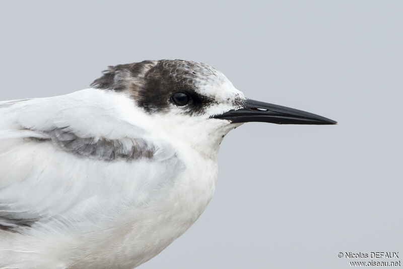 Common Tern, close-up portrait