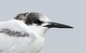 Common Tern