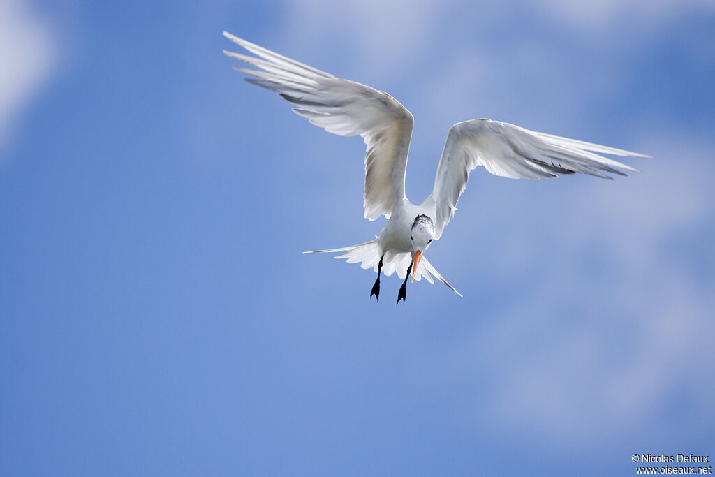 Royal Tern, Flight