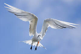 Royal Tern