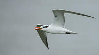 Royal Tern