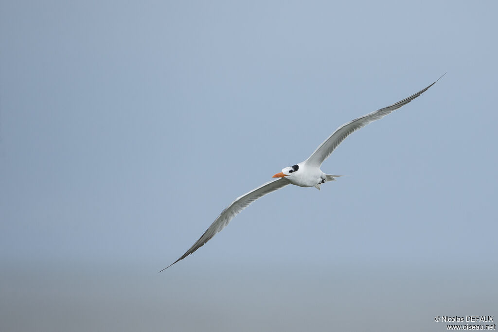 Royal Tern, Flight