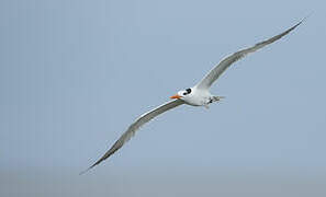 Royal Tern