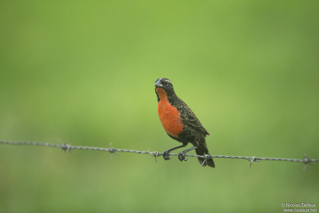 Red-breasted Blackbird male