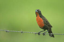 Red-breasted Meadowlark