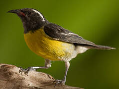 Bananaquit