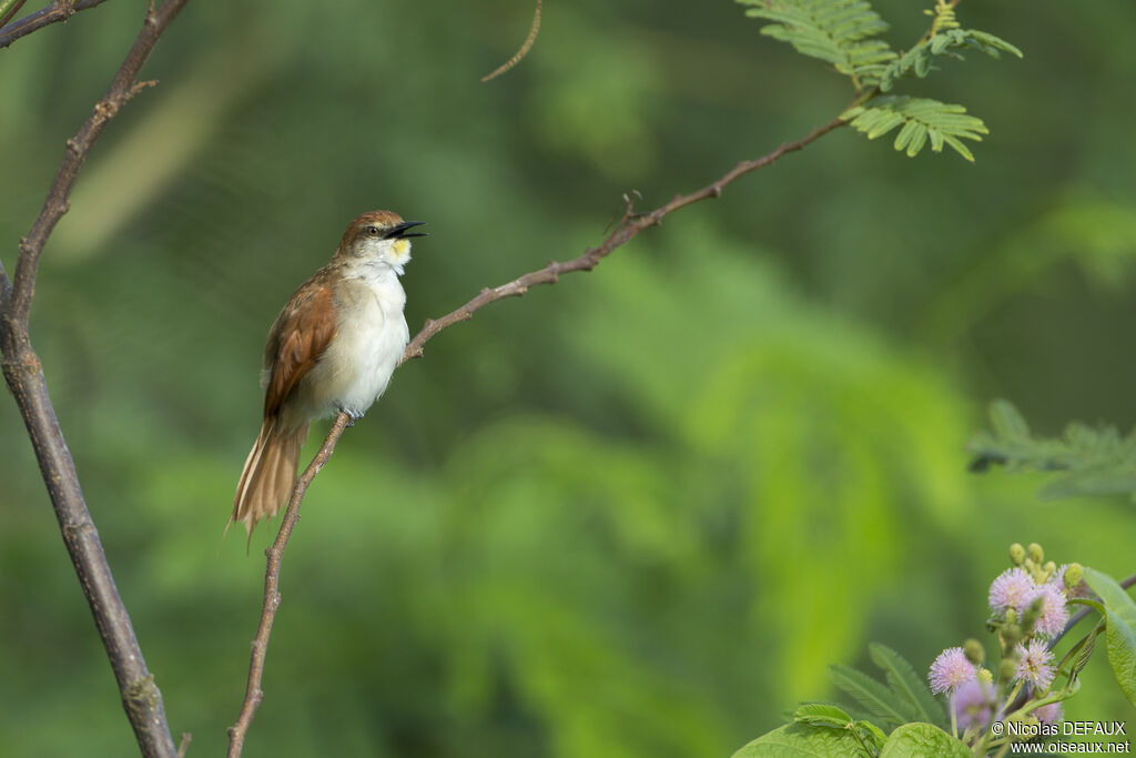 Yellow-chinned Spinetail