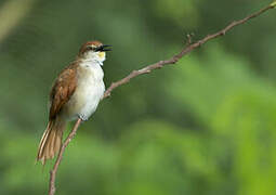 Yellow-chinned Spinetail