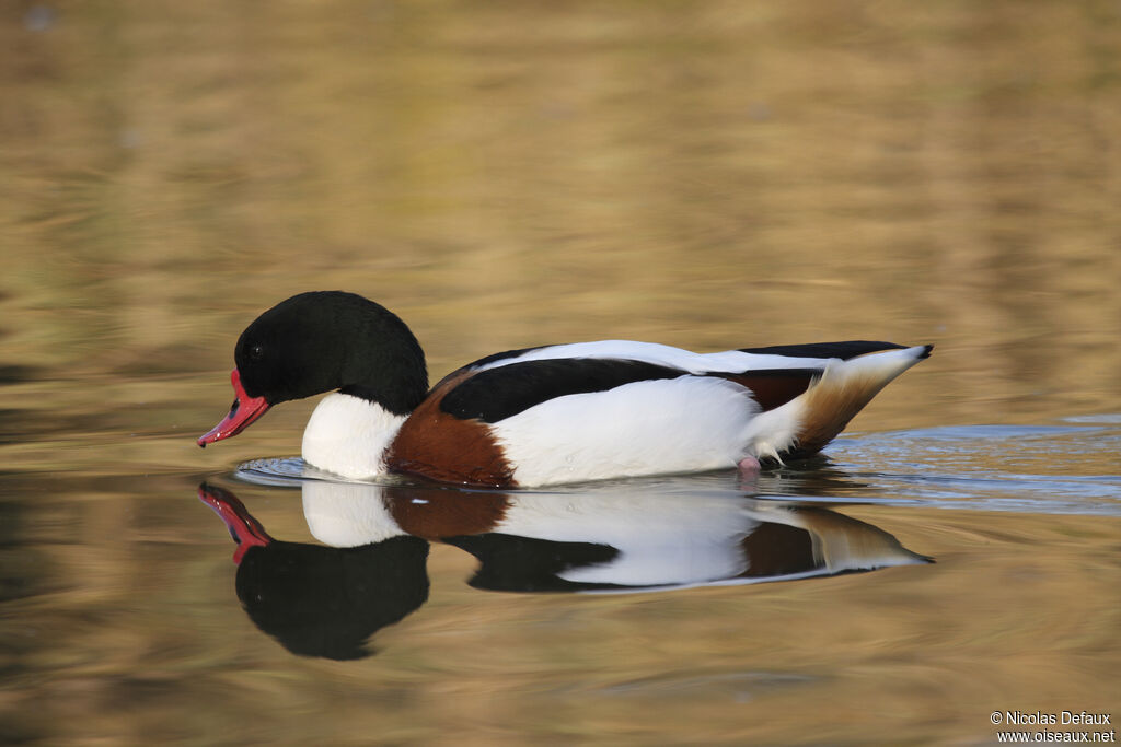 Common Shelduck