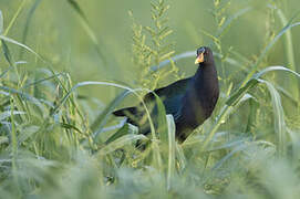 Purple Gallinule