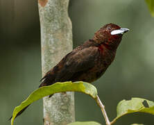 Silver-beaked Tanager