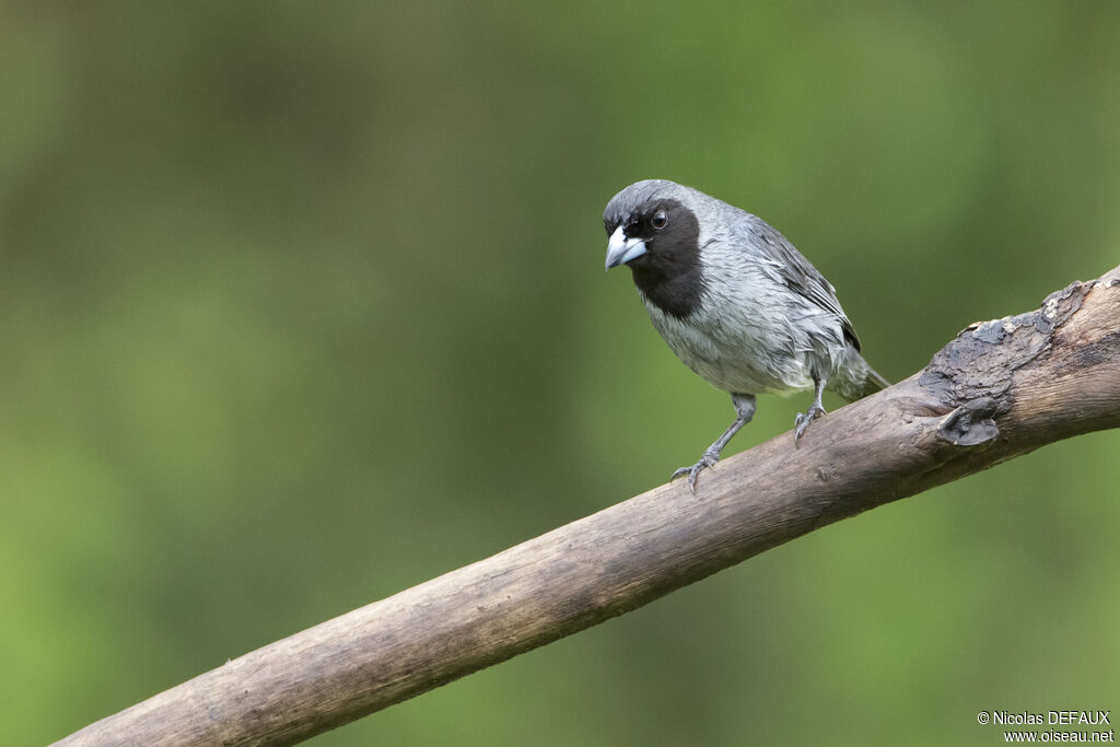 Black-faced Tanageradult