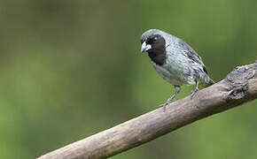 Black-faced Tanager