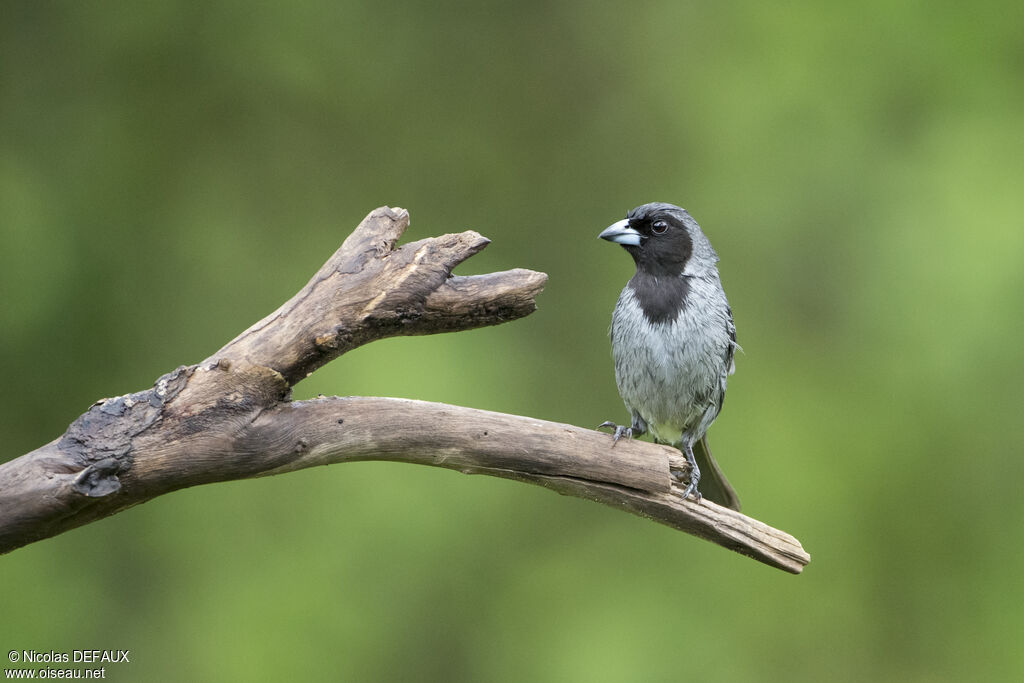 Black-faced Tanageradult