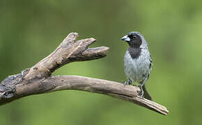 Black-faced Tanager