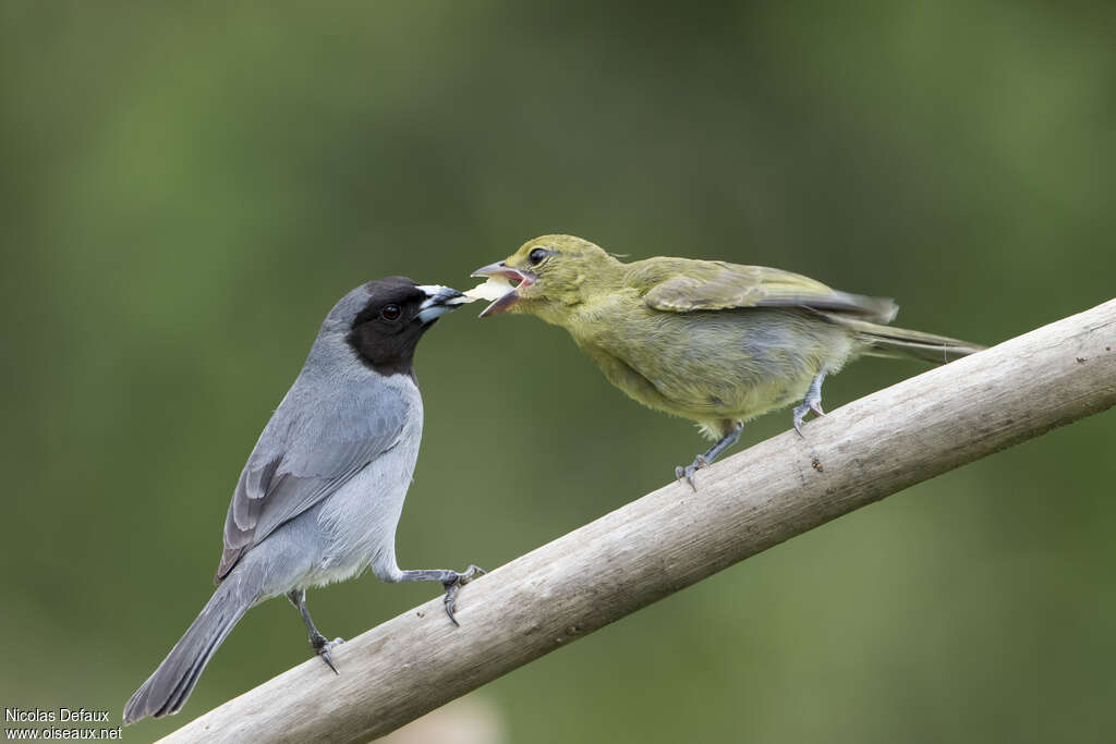 Black-faced Tanager, pigmentation, eats, Behaviour