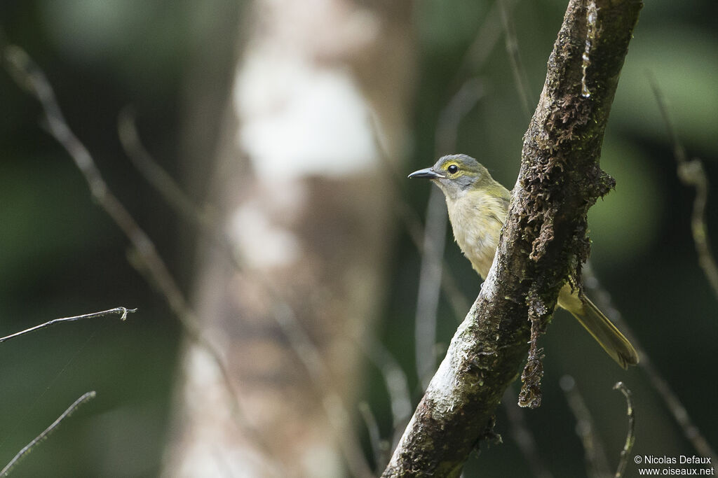 Fulvous-crested Tanager female