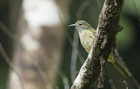 Fulvous-crested Tanager