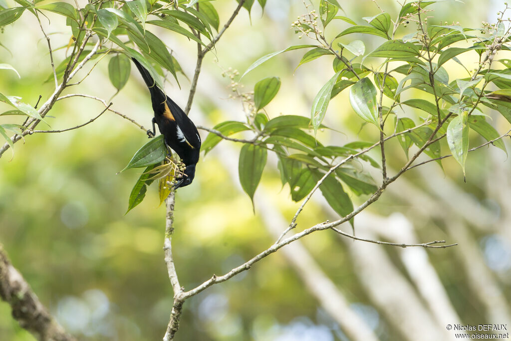 Fulvous-crested Tanager male, feeding habits