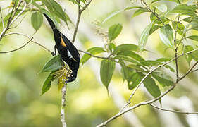 Fulvous-crested Tanager