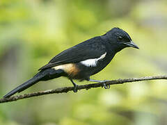 Fulvous-crested Tanager