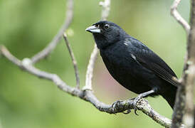 White-lined Tanager