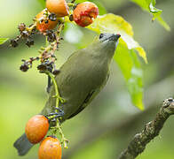 Palm Tanager