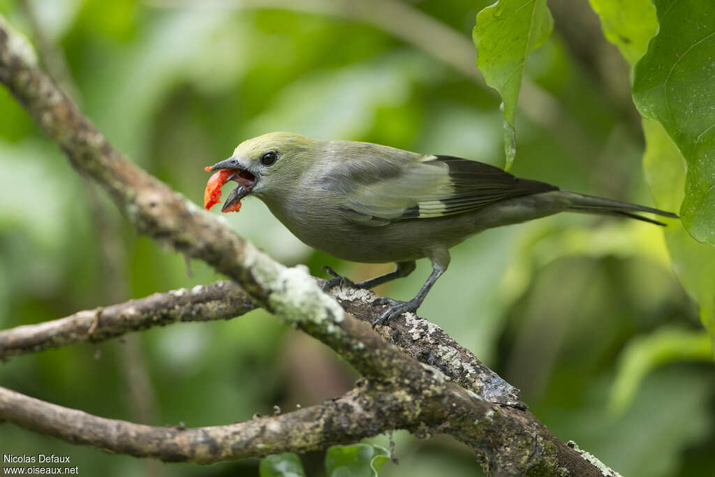 Palm Tanageradult, feeding habits