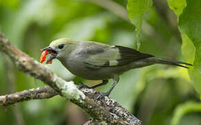 Palm Tanager