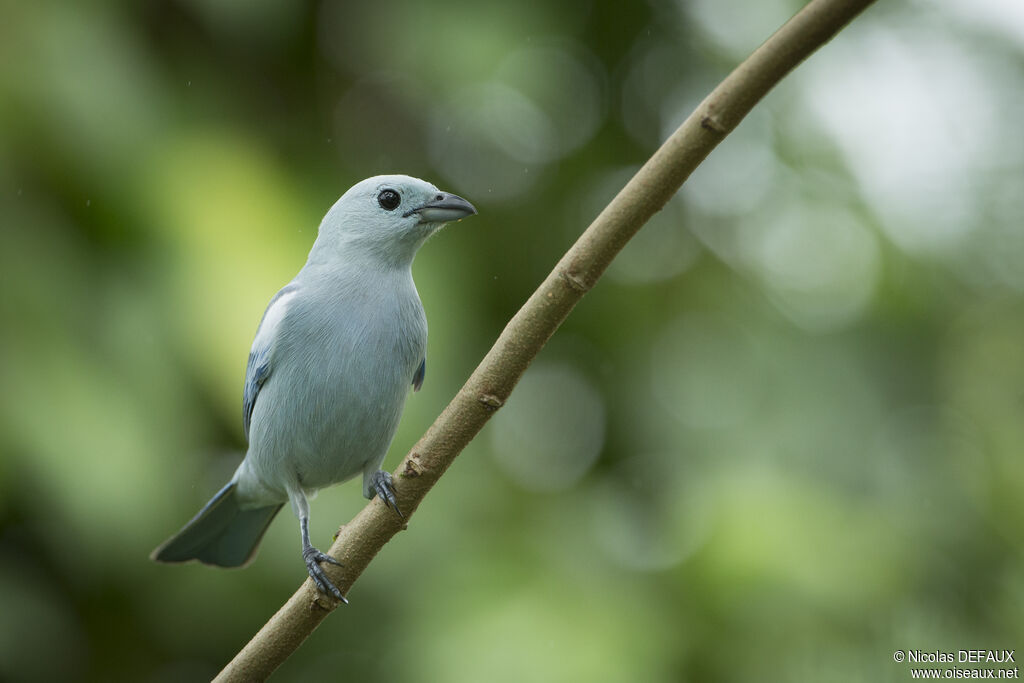 Blue-grey Tanager