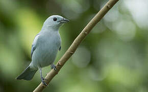 Blue-grey Tanager