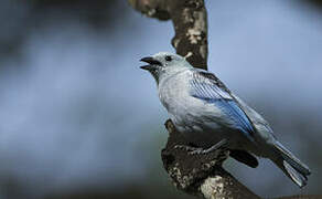 Blue-grey Tanager